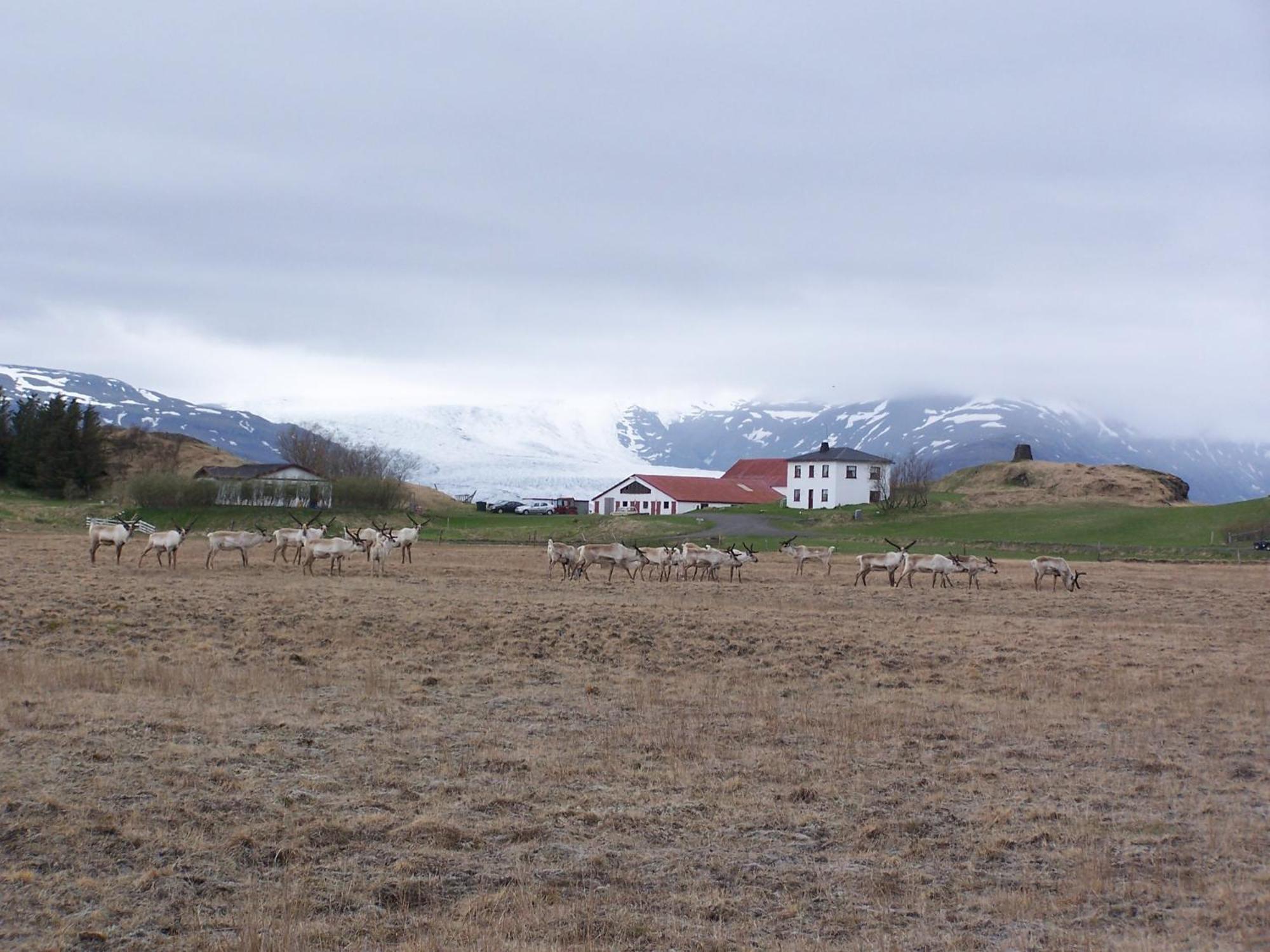 Guesthouse Hólmur Eksteriør billede